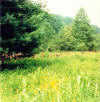 Warriors "Indian File" across the meadow going into ambush