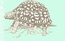 Mohican Turtle